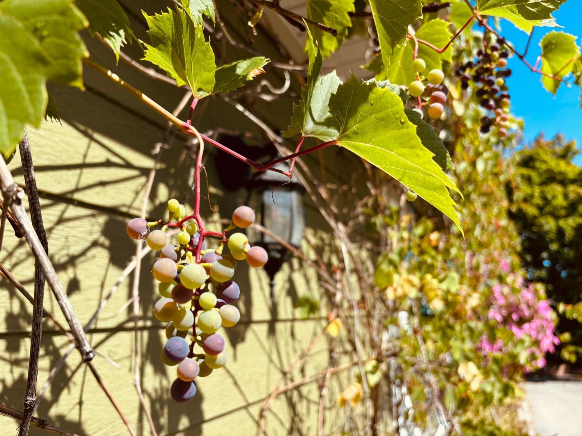 Auberge Sous Les Arbres Gaspé Εξωτερικό φωτογραφία